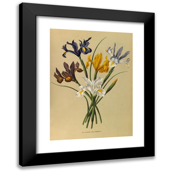 Arentine H. Arendsen 11x14 Black Modern Framed Museum Art Print Titled - Iris Xiphium (Iris Spanish) (1872-1881)