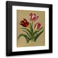 thumbnail image 1 of Arentine H. Arendsen 11x14 Black Modern Framed Museum Art Print Titled - Single Early Tulips 3 (1872-1881), 1 of 5