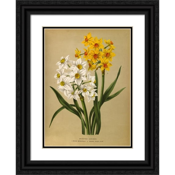 Arentine H. Arendsen 11x14 Black Ornate Wood Framed Double Matted Museum Art Print Titled: Polyanthus Narcissus 1.Grand Monarch. 2. Grand Soleil Dor (1872-1881)