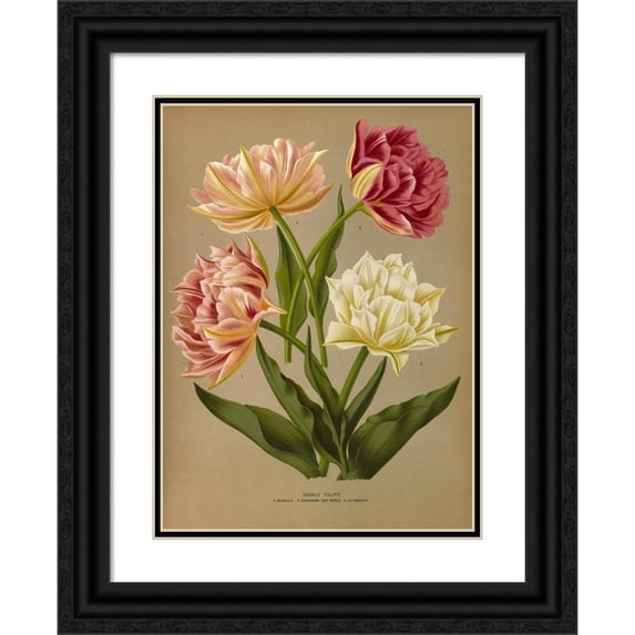 Arentine H. Arendsen 11x14 Black Ornate Wood Framed Double Matted Museum Art Print Titled: Double Tulips 1.Murillo 2.Couronne Roses 3. the Candor (1872-1881)