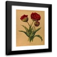 thumbnail image 1 of Arentine H. Arendsen 12x14 Black Modern Framed Museum Art Print Titled - Double Tulipe. Rex Rubrorum with Variecated Leaves (1872-1881), 1 of 1