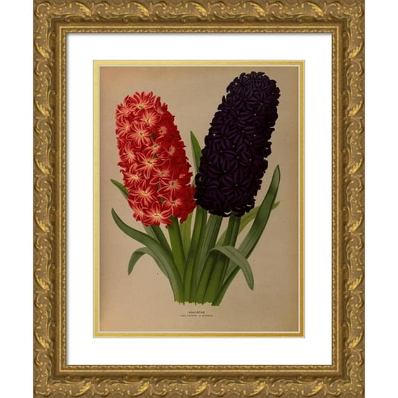 Arentine H. Arendsen 12x14 Gold Ornate Wood Frame and Double Matted Museum Art Print Titled - Hyacinths 5 (1872-1881)