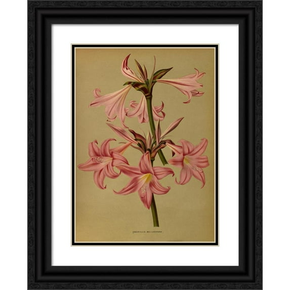 Arentine H. Arendsen 14x18 Black Ornate Wood Framed Double Matted Museum Art Print Titled - Amaryllis Belladonna (1872-1881)