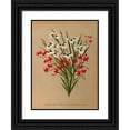 thumbnail image 1 of Arentine H. Arendsen 14x18 Black Ornate Wood Framed Double Matted Museum Art Print Titled - Anomotheca Coday. 2 Vieussexia Paquonia (Iris Pavonia -More Paponia) (1872-1881), 1 of 5