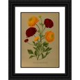 thumbnail image 1 of Arentine H. Arendsen 14x18 Black Ornate Wood Framed Double Matted Museum Art Print Titled - Ranunculus Africanus. Doubled Turban Ranunculus (1872-1881), 1 of 5