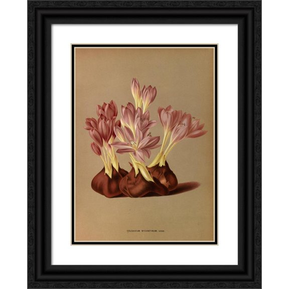 Arentine H. Arendsen 18x24 Black Ornate Framed Double Matted Museum Art Print Titled: Colchicum Byzantine, Varth. (1872-1881)