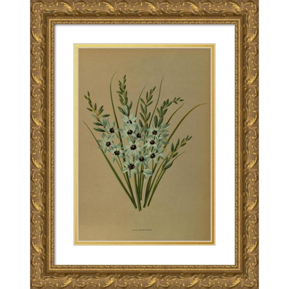 Arentine H. Arendsen 18x24 Gold Ornate Framed and Double Matted Museum Art Print Titled - IXia Viridiflora (1872-1881)