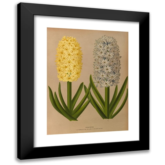 Arentine H. Arendsen 19x24 Black Modern Framed Museum Art Print Titled - Hyacinths 9 (1872-1881)