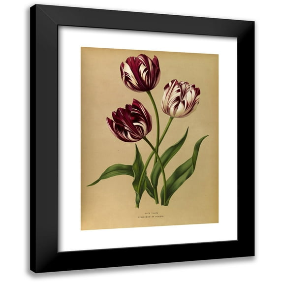 Arentine H. Arendsen 19x24 Black Modern Framed Museum Art Print Titled - Late Tulips (1872-1881)