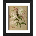 thumbnail image 1 of Arentine H. Arendsen 19x24 Black Ornate Framed Double Matted Museum Art Print Titled: Lily Beautiful List (Lancifolium Album) (1872-1881), 1 of 5