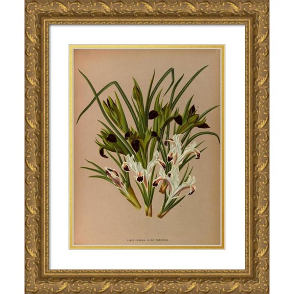 Arentine H. Arendsen 19x24 Gold Ornate Framed and Double Matted Museum Art Print Titled - Iris Peaches. 2. Iris Tuberosa, (1872-1881)