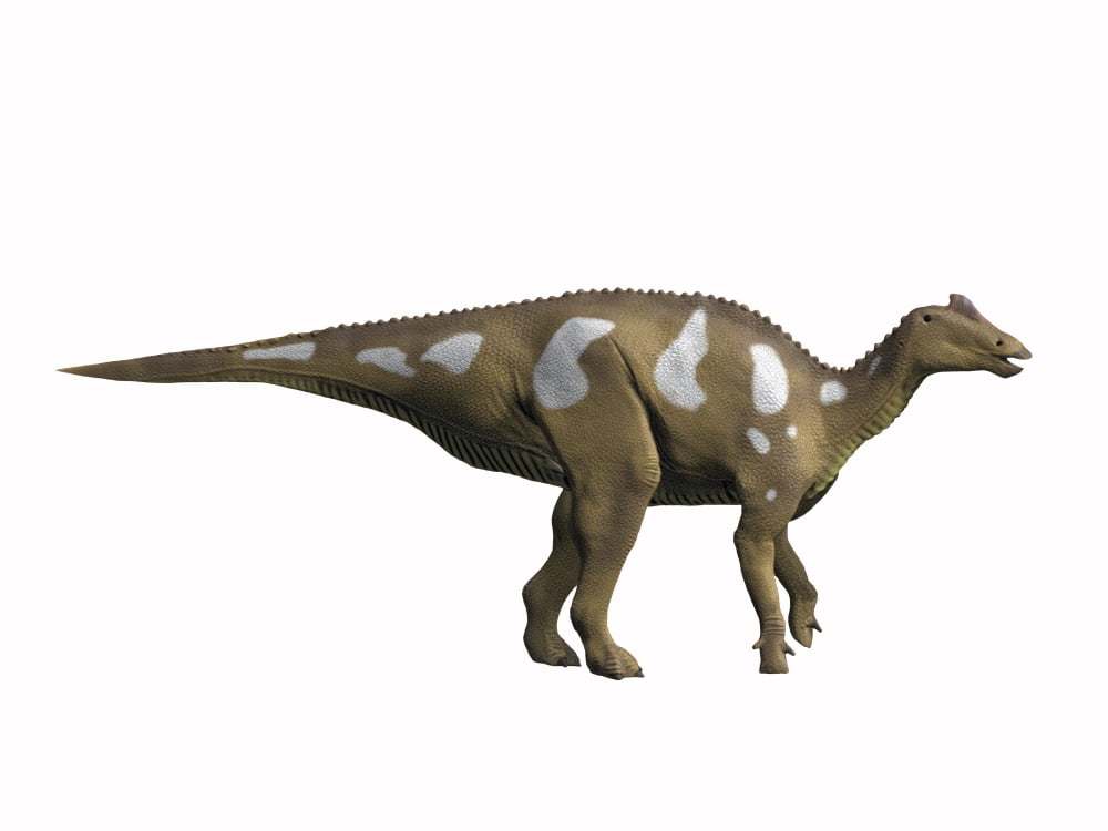 Arenysaurus ardevoli Late Cretaceous of Spain Canvas Art - Nobumichi TamuraStocktrek Images (33 x 25)
