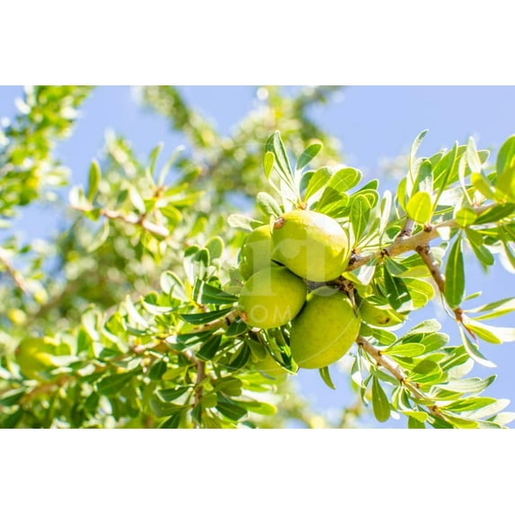 Argan Fruit on Tree, Unframed Photographic Print Wall Art by luisapuccini Sold by Art.Com