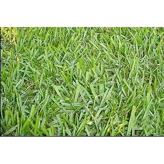 Seed Ranch Argentine Bahia Pasture Grass Seeds, Warm Climate