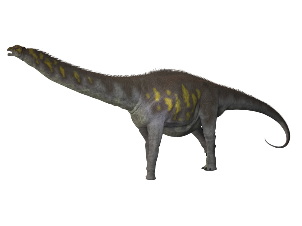 Argentinosaurus a titanosaur from the Cretaceous period Canvas Art - Corey FordStocktrek Images (33 x 25)