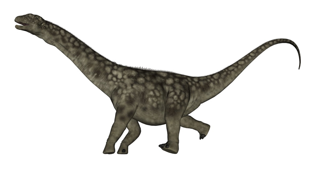 Argentinosaurus dinosaur isolated on white background Canvas Art - Elena DuvernayStocktrek Images (19 x 11)