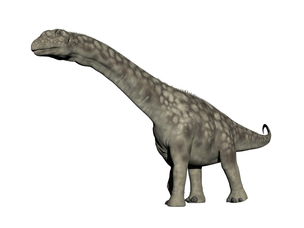 Argentinosaurus dinosaur white background Canvas Art - Elena DuvernayStocktrek Images (33 x 25)