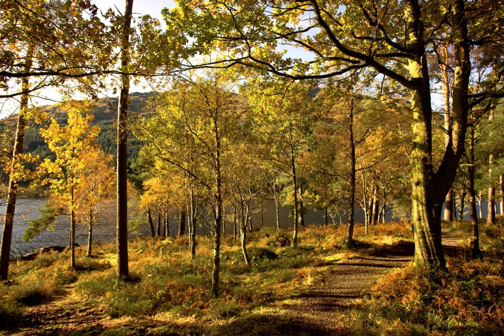 Argyll And Bute Scotland Path Through Autumn Woods Canvas Art - John Short Design Pics (36 x 24)