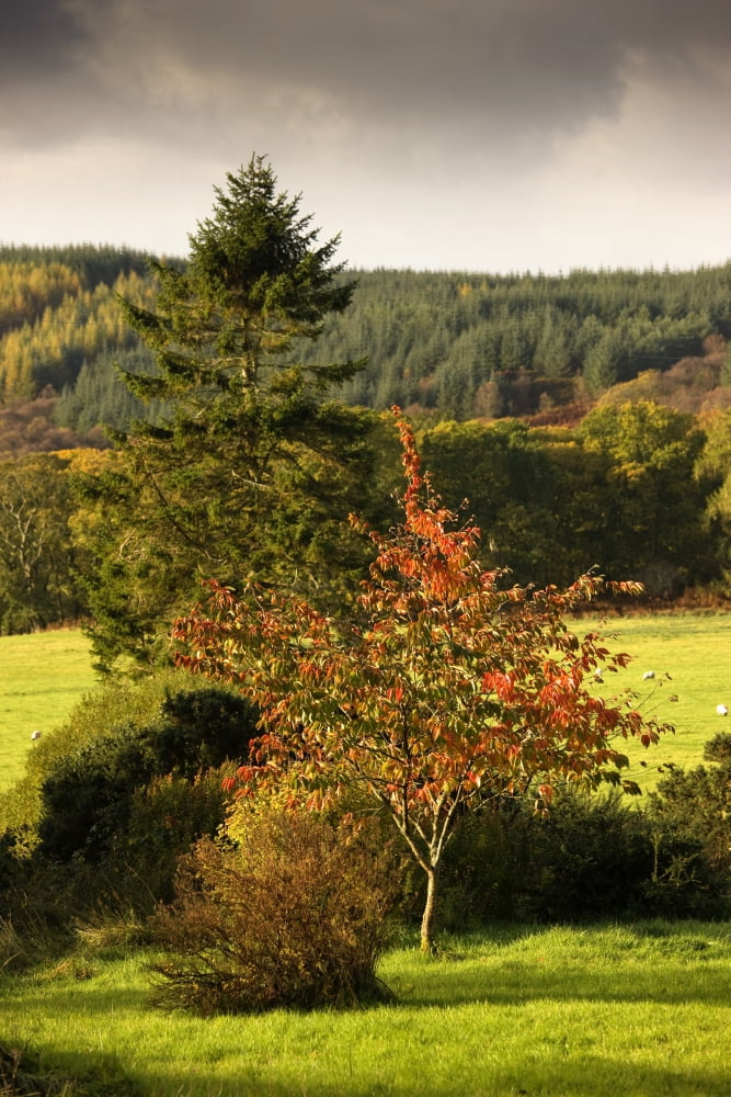 Argyll And Bute Scotland Scottish Highlands Canvas Art - John Short Design Pics (12 x 18)