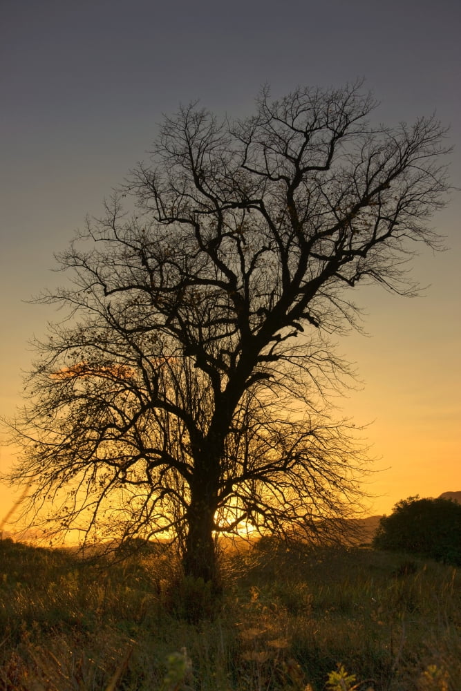 Argyll And Bute Scotland Silhouette Of Tree At Sunset Canvas Art - John Short Design Pics (12 x 18)