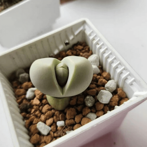 Argyroderma Testiculare Lithops x Conophytum in 2 pot