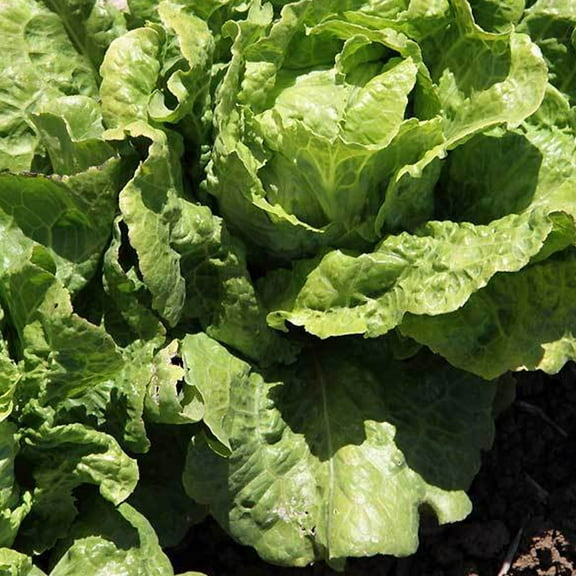 Arianna Lettuce Seed 500 mg ~300 Seeds - Non-GMO, Heirloom, Open Pollinated Vegetable Gardening Seeds