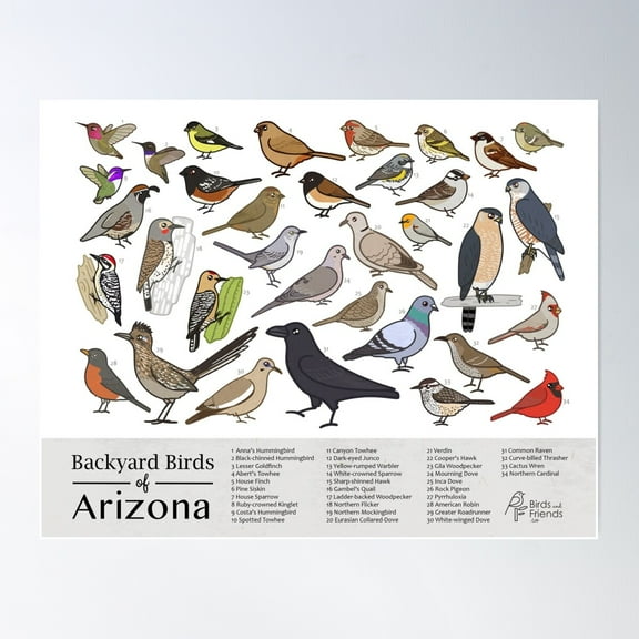 Arizona - Backyard Birds Of Arizona Field Guide Print - Bird Art - Birdsandfriends.Co Poster Wall Art, Modern Wall Decor For Living Room Bedroom, 16x24 UNFRAMED