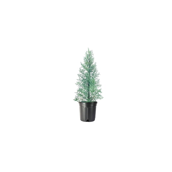 Arizona Blue Ice Cypress Large Gallon Tree Evergreen Privacy Screen ...