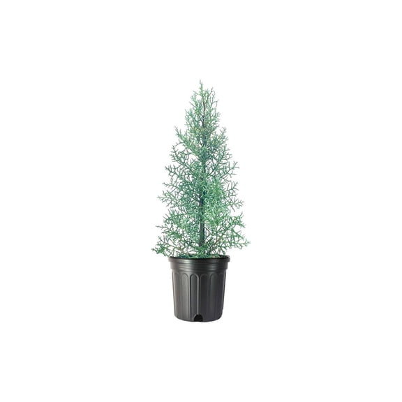 Arizona Blue Ice Cypress 2 Large Gallon Size Trees Cupressus Plants Beautiful Evergreen Low Maintenance Cold Hardy Privacy Screen