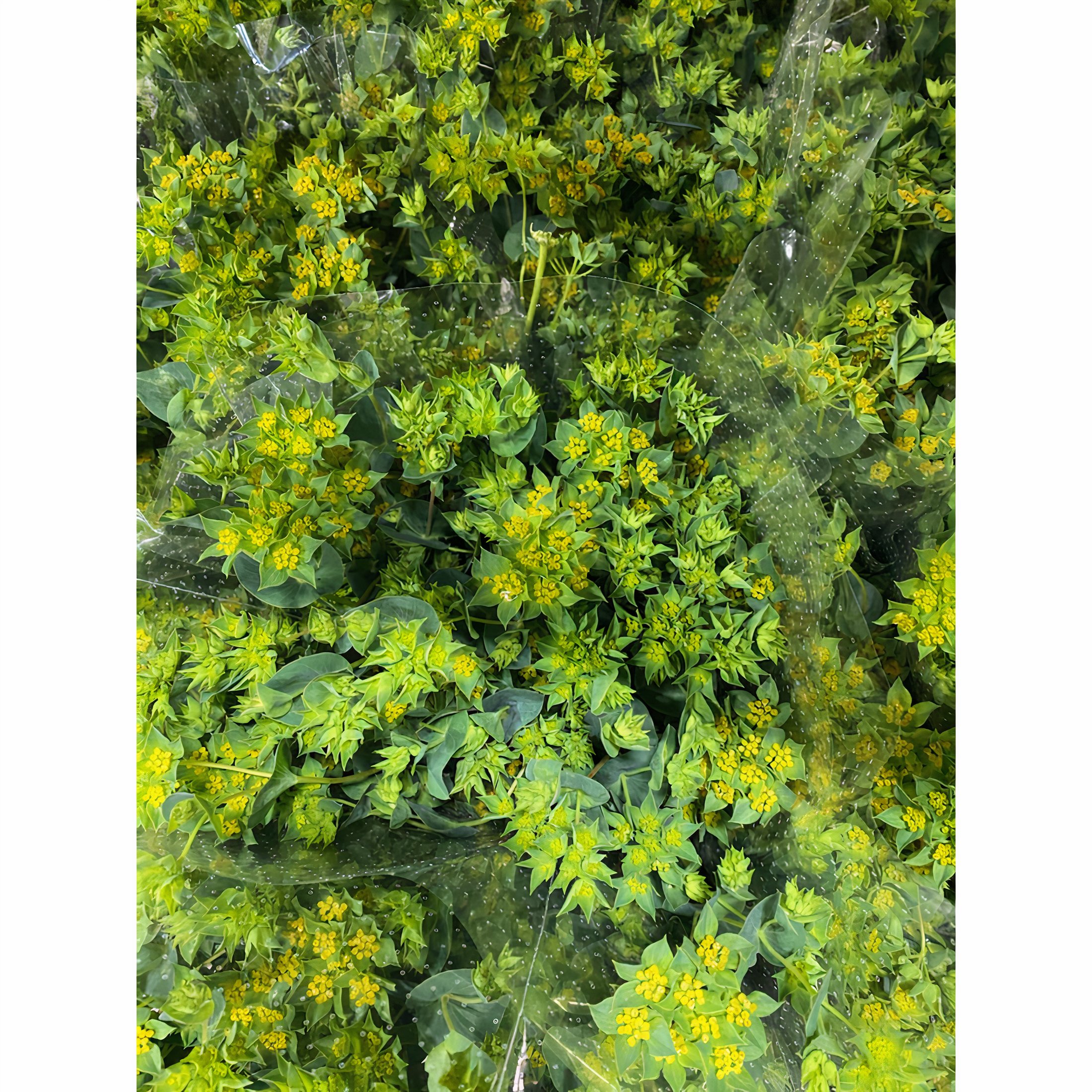 Arizona Flower Market Bupleurum