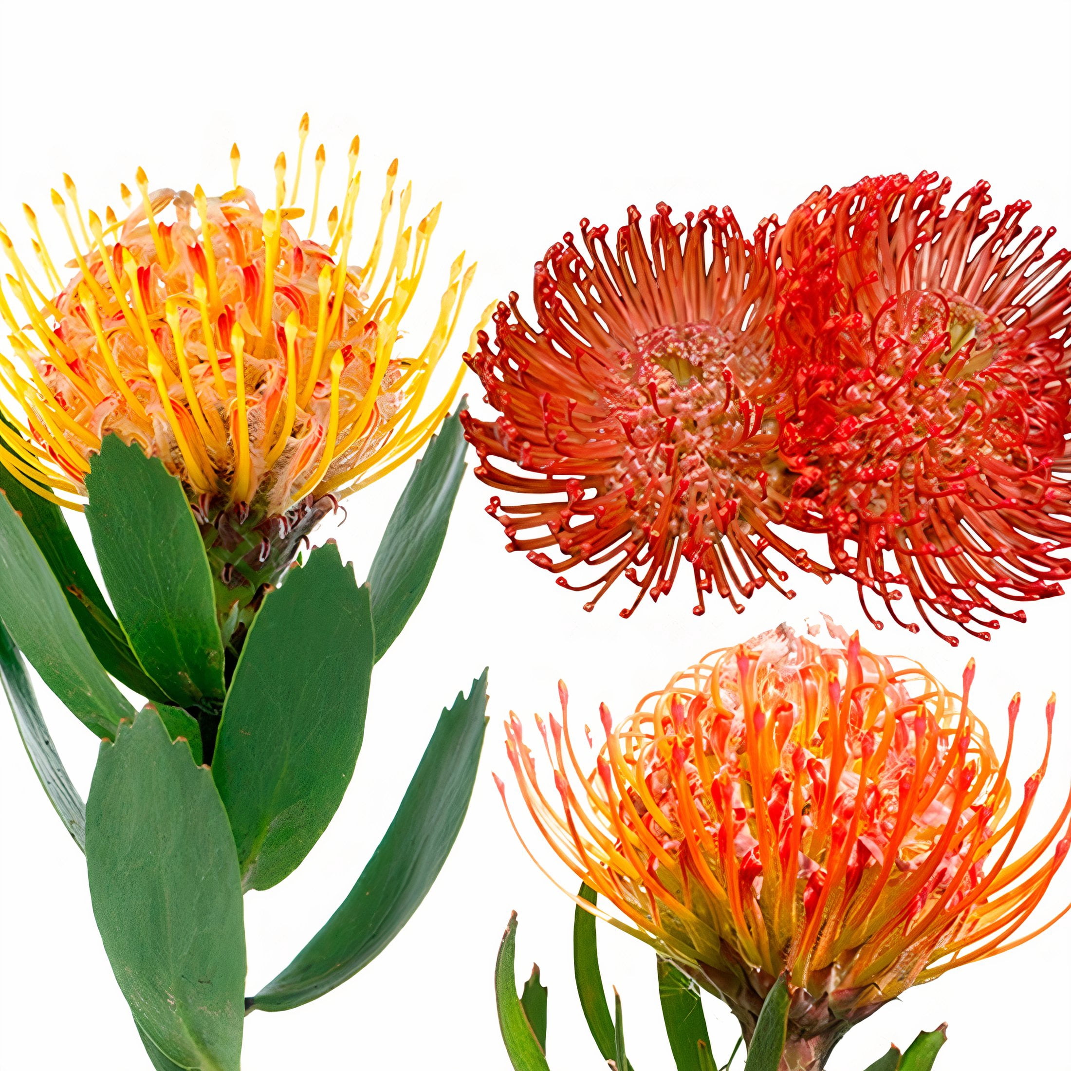 Arizona Flower Market Protea Pincushion