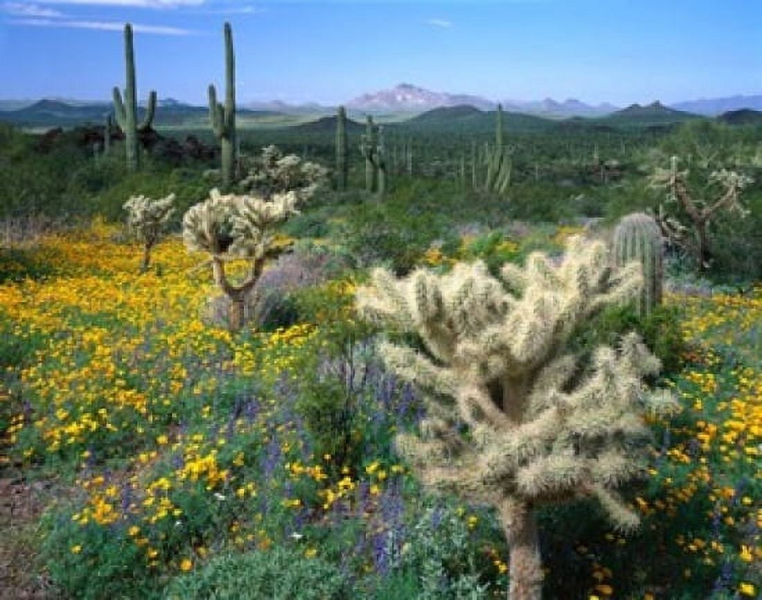 Arizona Organ Pipe Cactus National Monument Canvas Art - Panoramic Images (16 x 12)
