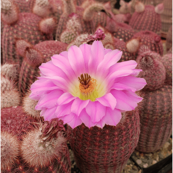 Arizona Rainbow Cactus Plant Live for Planting - Rainbow Hedgehog Cactus Plant - Echinocereus Rigidissimus Plant - Colorful Cactus Plant - Pink Cactus Plant - 4 Inch Pot