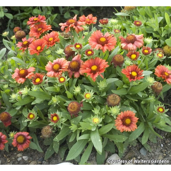 Arizona Red Blanket Flower - 1 Gallon Perennial