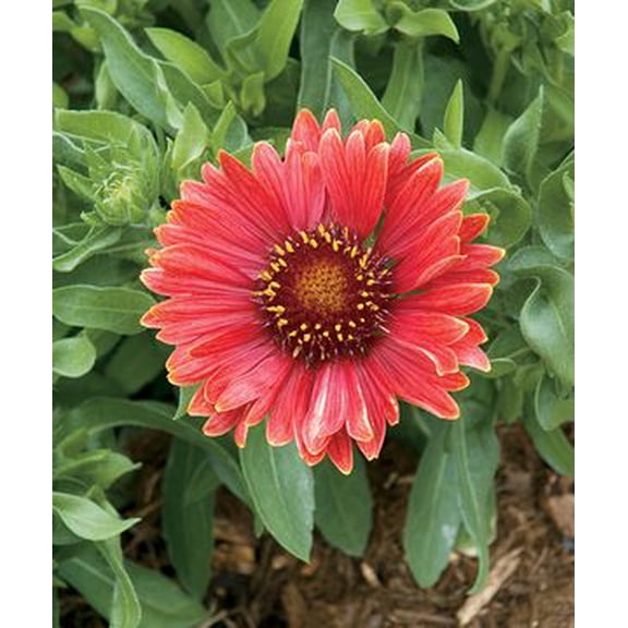 Arizona Red Shades Blanket Flower Perennial- Gaillardia - Live Plant - Quart Pot