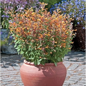 Arizona Sandstone Hummingbird Mint - Agastache - Anise Hyssop - Hardy - Quart Pot