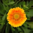 thumbnail image 1 of Arizona Series Gaillardia Flower Garden Seeds - Sun - 1000 Seeds - Perennial Flower Gardening Seed - Gaillardia aristata, 1 of 2