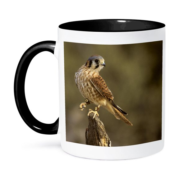 Arizona-Sonora Desert Museum. American Kestrel Bird - Us03 Kwi0041 - Kymri Wilt, 11oz Two-Tone Black Mug