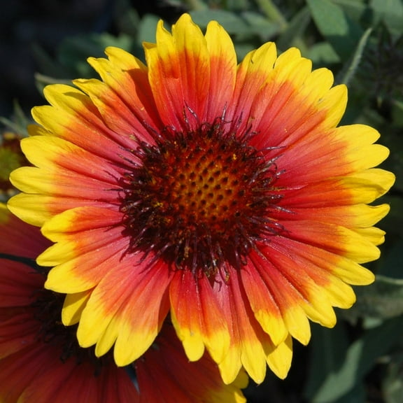 Arizona Sun Blanket Flower Perennial - Gaillardia - Hardy - Quart Pot