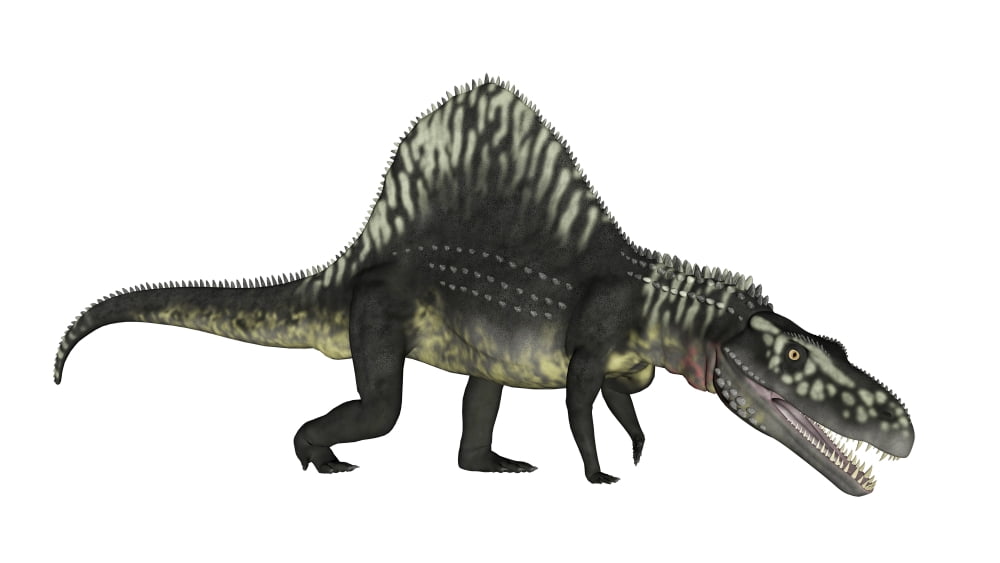 Arizonasaurus dinosaur Canvas Art - Elena DuvernayStocktrek Images (37 x 21)