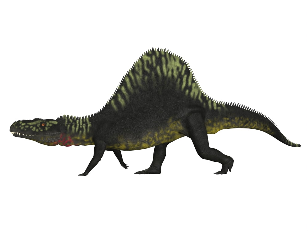 Arizonasaurus dinosaur on white background Canvas Art - Corey FordStocktrek Images (32 x 24)