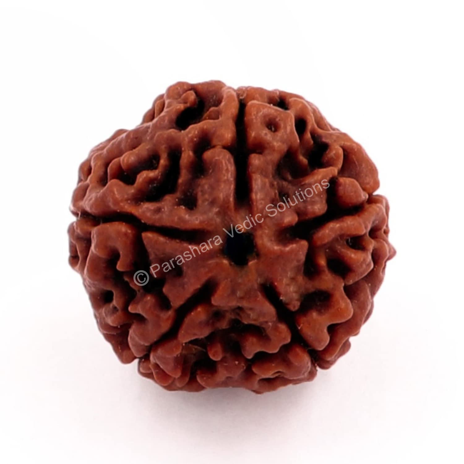 Arkam Five Mukhi Rudraksha Certified/Original Nepali 5 Mukhi Rudraksh