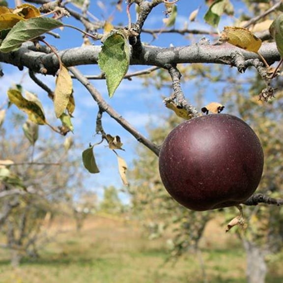 Arkansas Black Apple Live Tree - 7 Gallon Bareroot