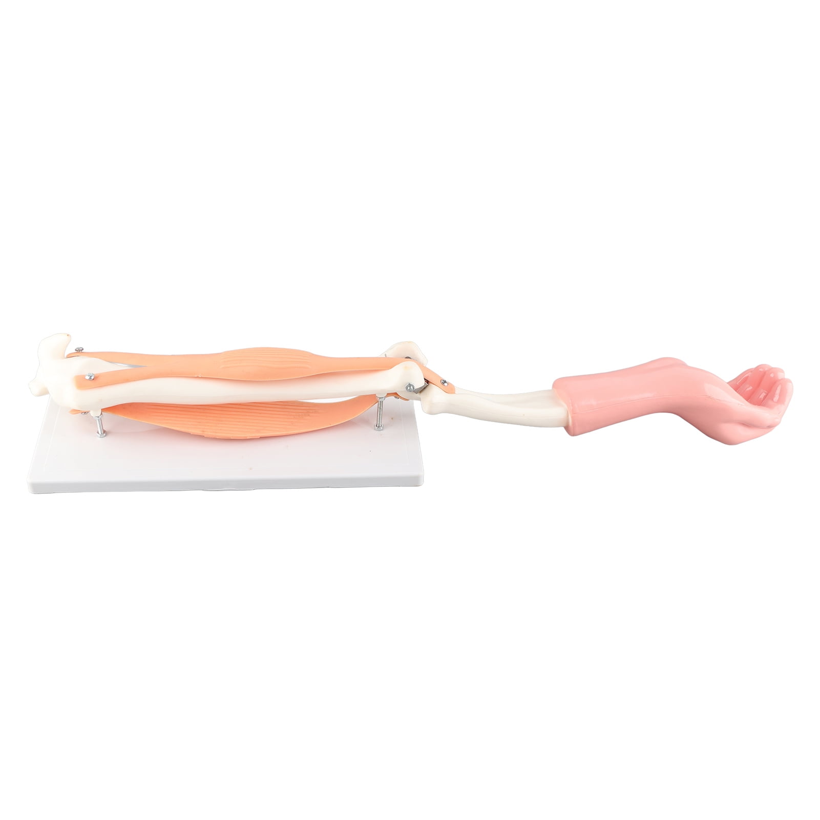 Arm Moving Model Anatomical Elbow Joint Motion Model Primary School
