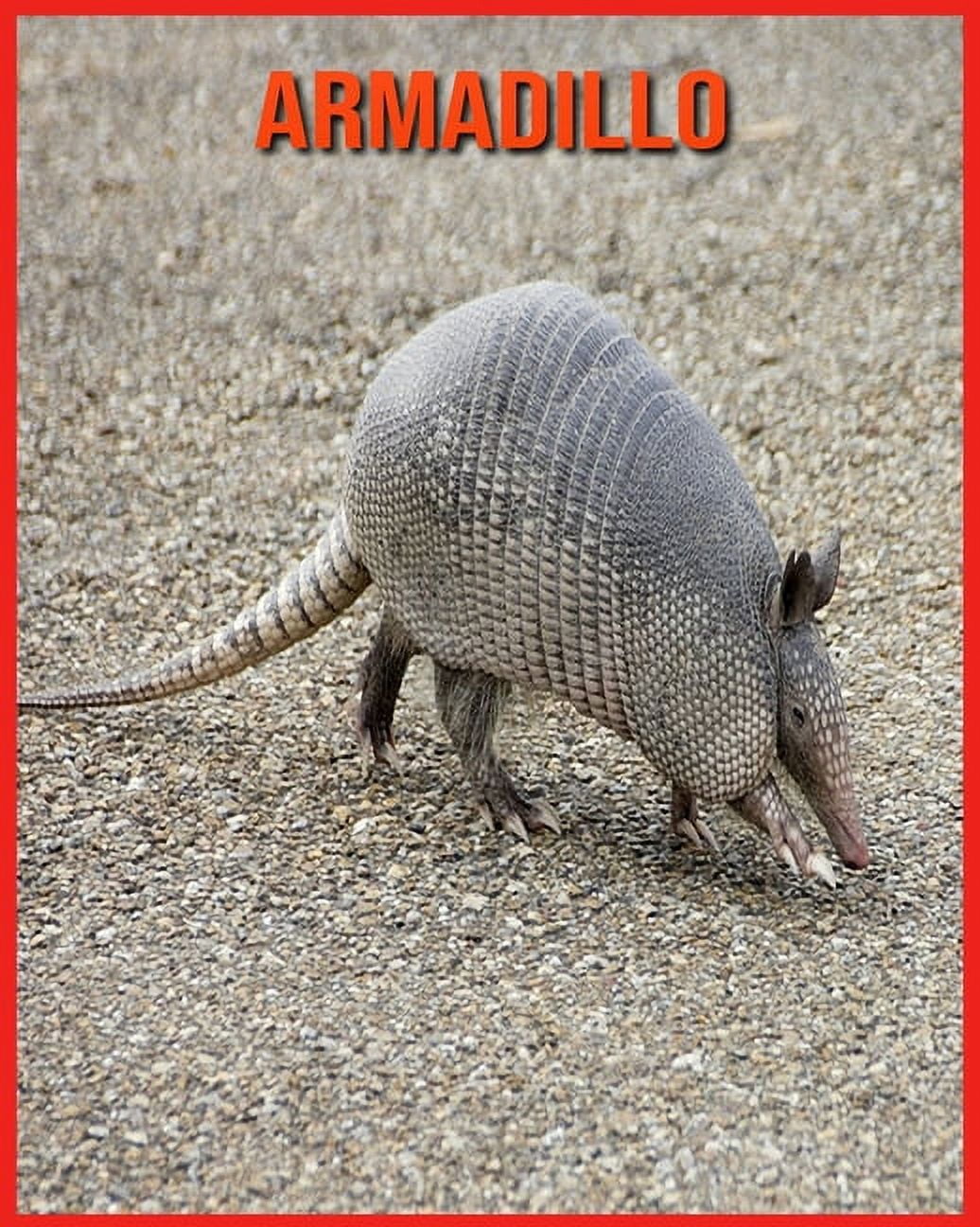 Armadillo : Amazing Pictures and Facts About Armadillo (Paperback) 