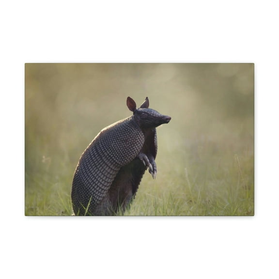 Armadillo At Sunset Armadillo Mammals wall Art Ready To Hang Unframed