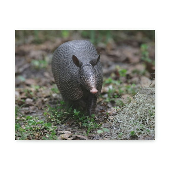 Armadillo Hunting Armadillo on Hunt Print Animal Wall Art Wildlife Canvas Prints Wall Art Ready to Hang Unframed