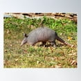 thumbnail image 1 of Armadillo Poster Wall Art, Modern Wall Decor For Living Room Bedroom, 8x12 UNFRAMED, 1 of 2