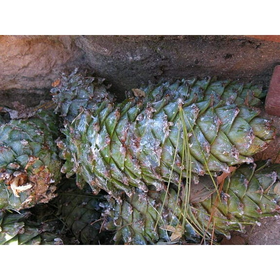 Armand Pine Seeds for Planting (30 Seeds) - David's Pine, Chinese White Pine Pinus armandii