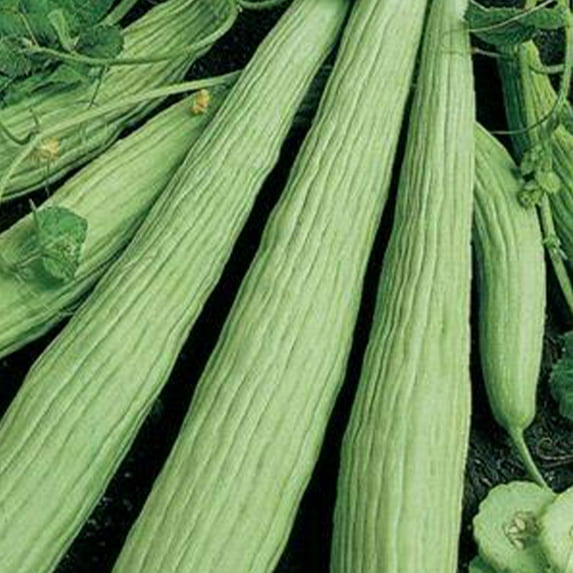 Armenian Cucumber Seeds 1/4 LB ~2,016 Seeds - Non-GMO, Heirloom, Open Pollinated Vegetable Gardening Seeds - AKA: Yard Long Cucumber